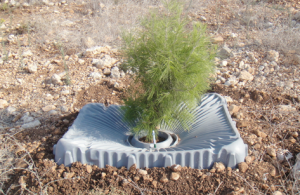 16/01/17 Tal-Ya (Israël) récupère la rosée pour faire fleurir le désert